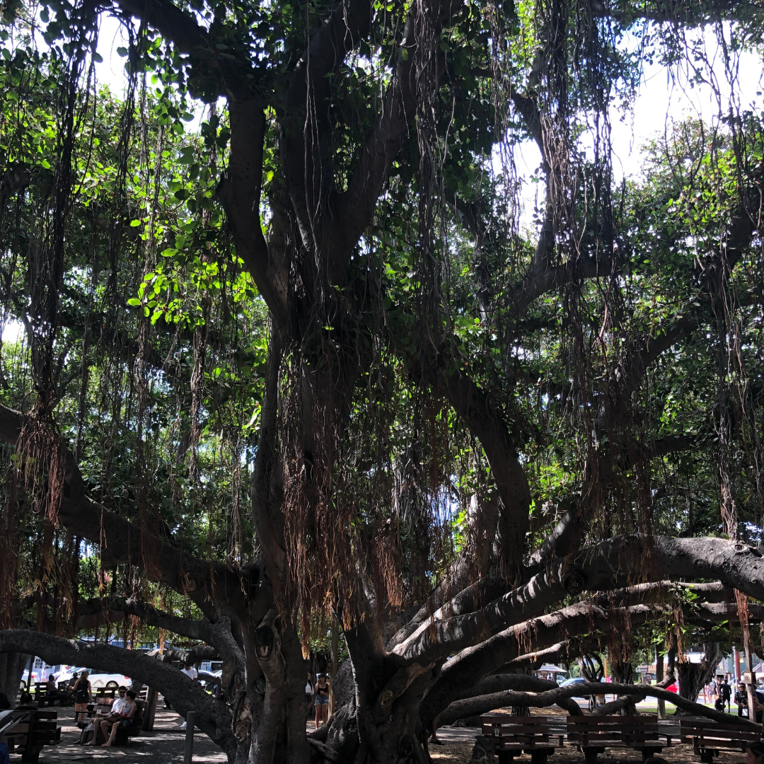 The old banyan tree in Lahaina on the island of Maui.