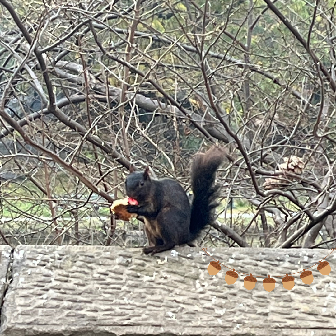A black squirrel perched on a stone wall eating (perhaps some bread).