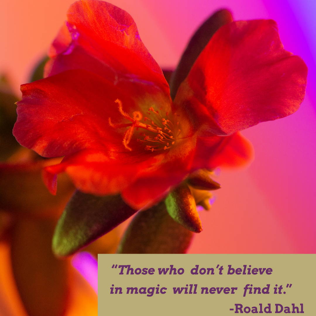 Photo of a magenta orchid with a quote from Roald Dahl in the lower right hand corner that reads: Those who don't believe in magic, will never find it."