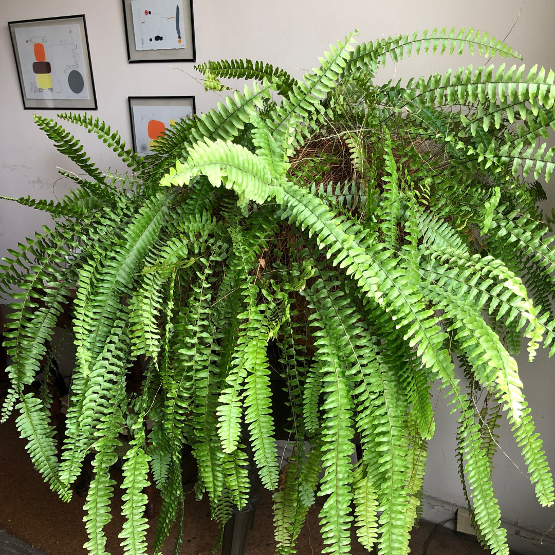 Photo of a very large in-door fern with small framed art on the wall behind it.