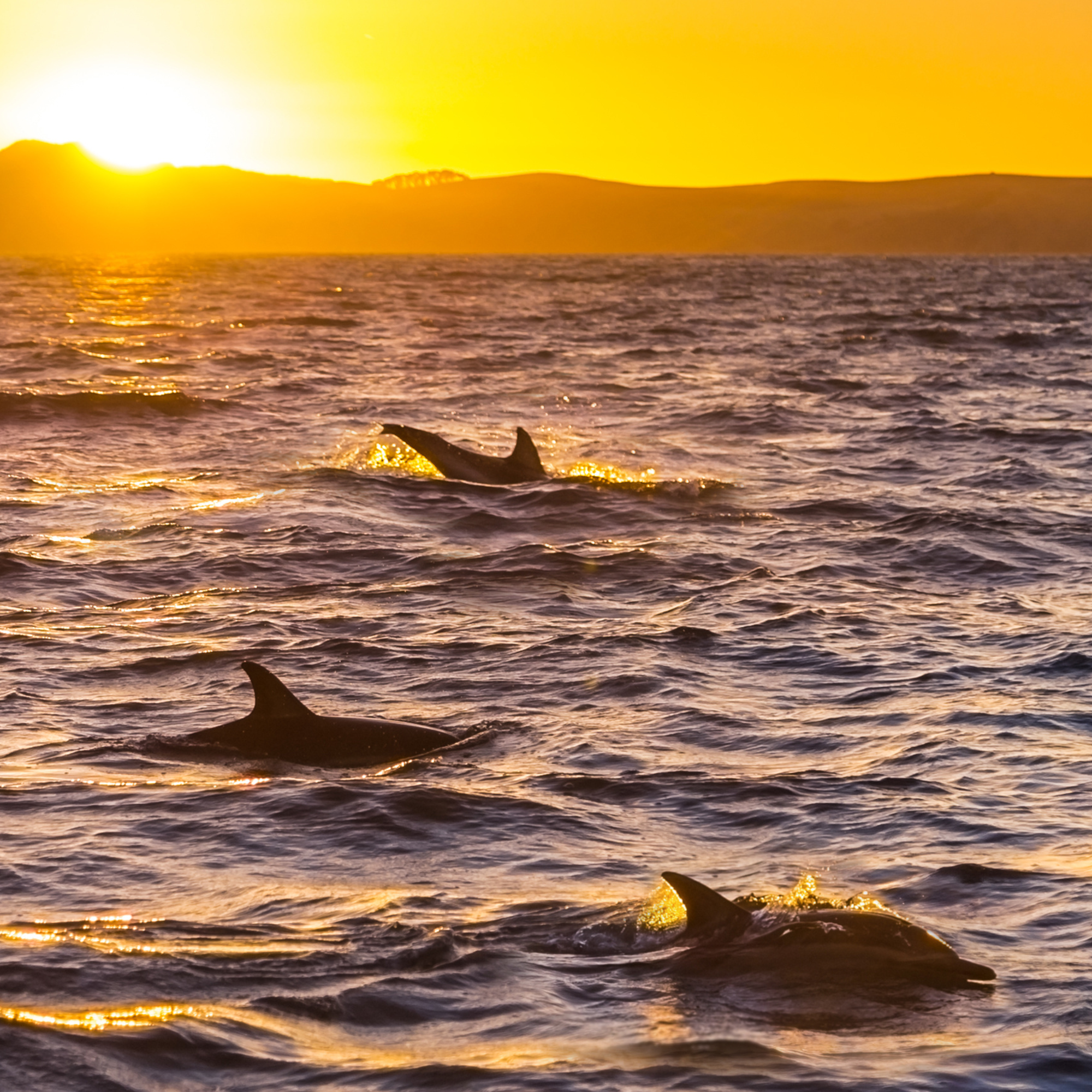 Dolphins swimming in the ocean with a sun setting on the horizon