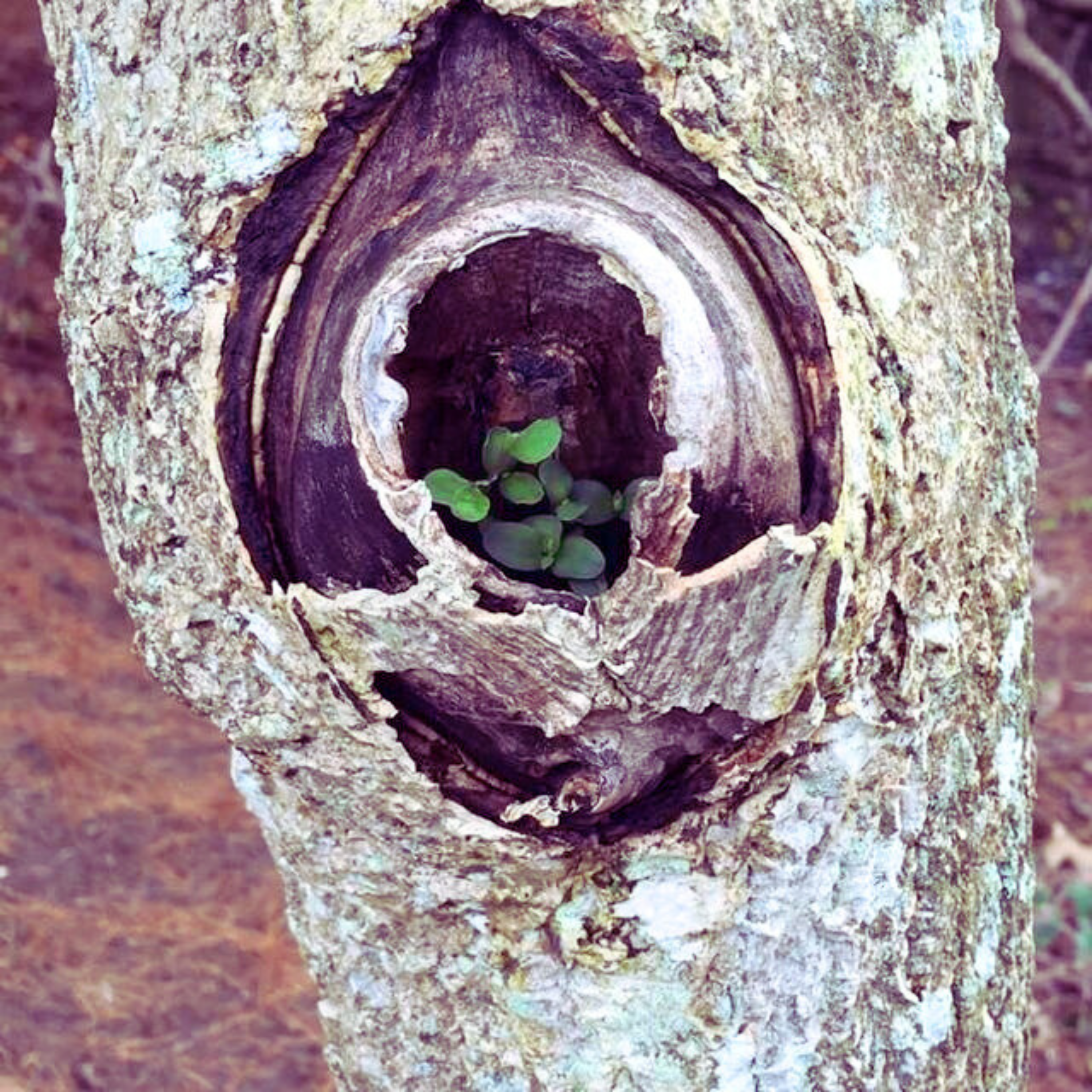 A green plant growing inside a hole within a tree's trunk.