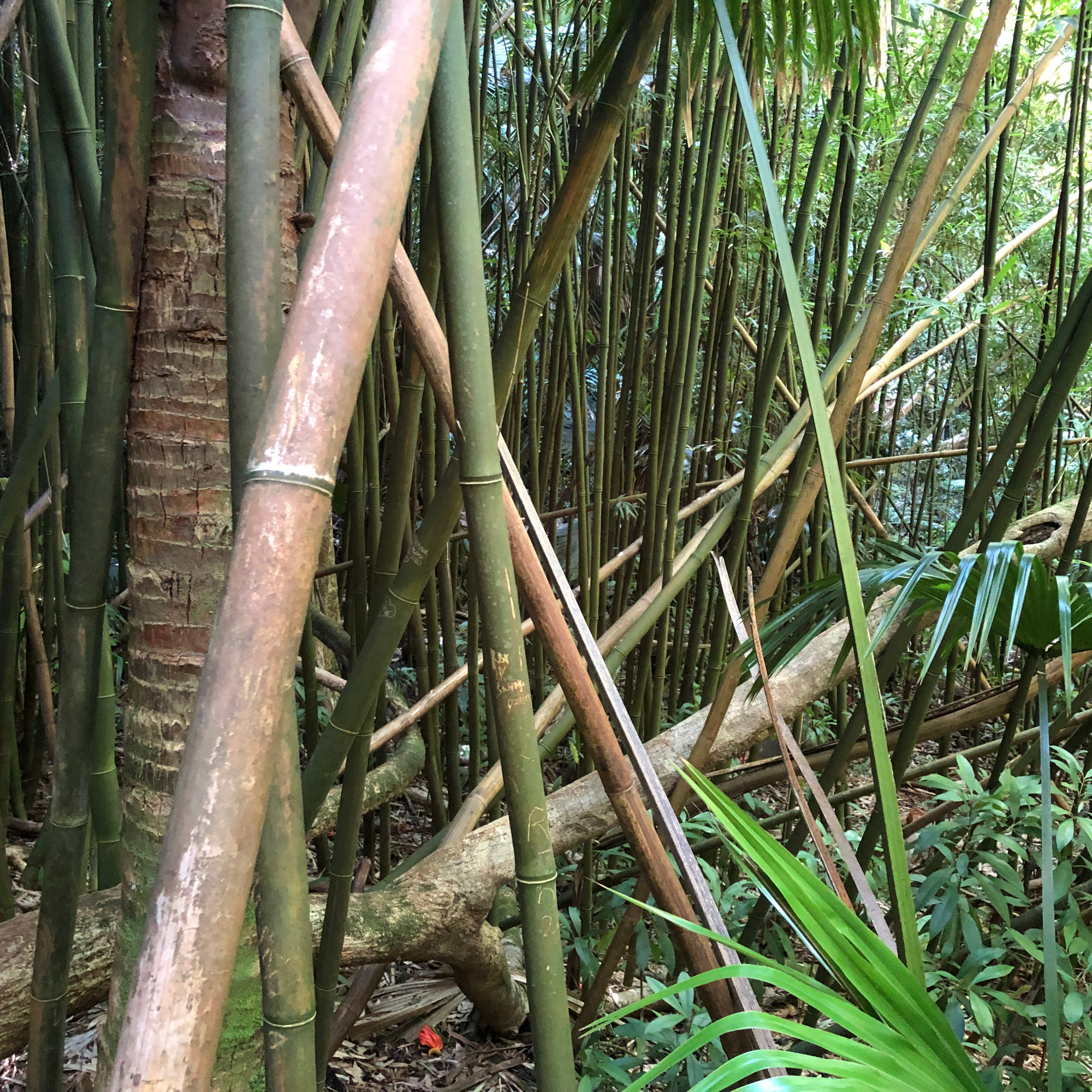Bamboo forest in Manoa Valley, Oahu