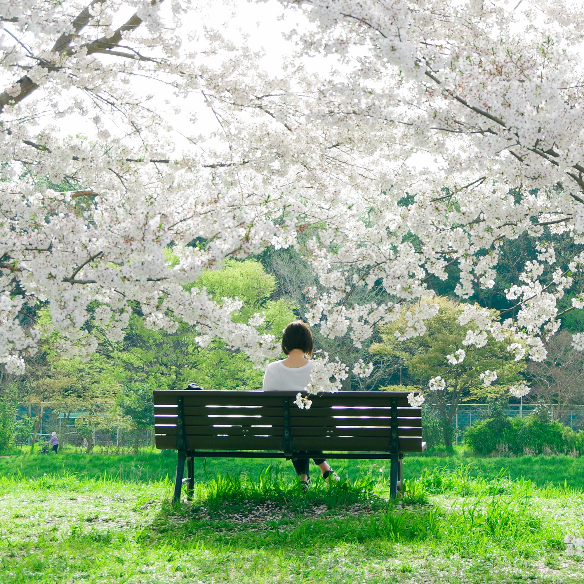 A photo of a woman sitting on a bench under Cherry Blossom trees.