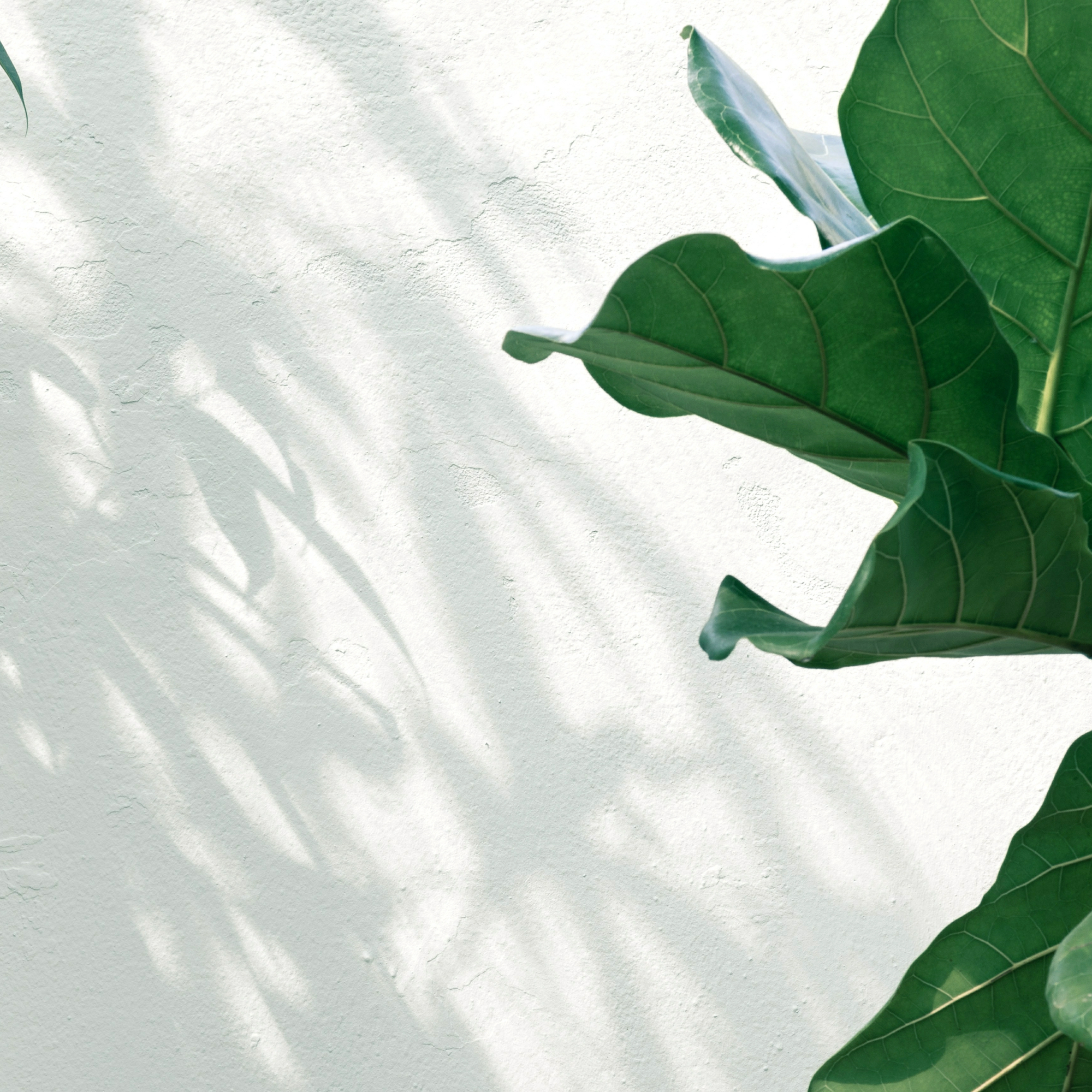 Stripping Down to Essentials: Exploring Minimalism in Midlife