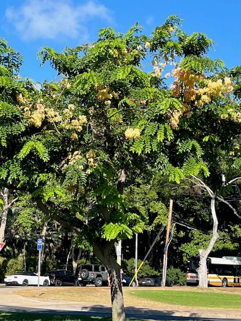 Hawaii: Quietly Stirring – Reflections on Nature, Wonder, and Presence