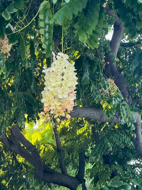 Hawaii: Quietly Stirring – Reflections on Nature, Wonder, and Presence