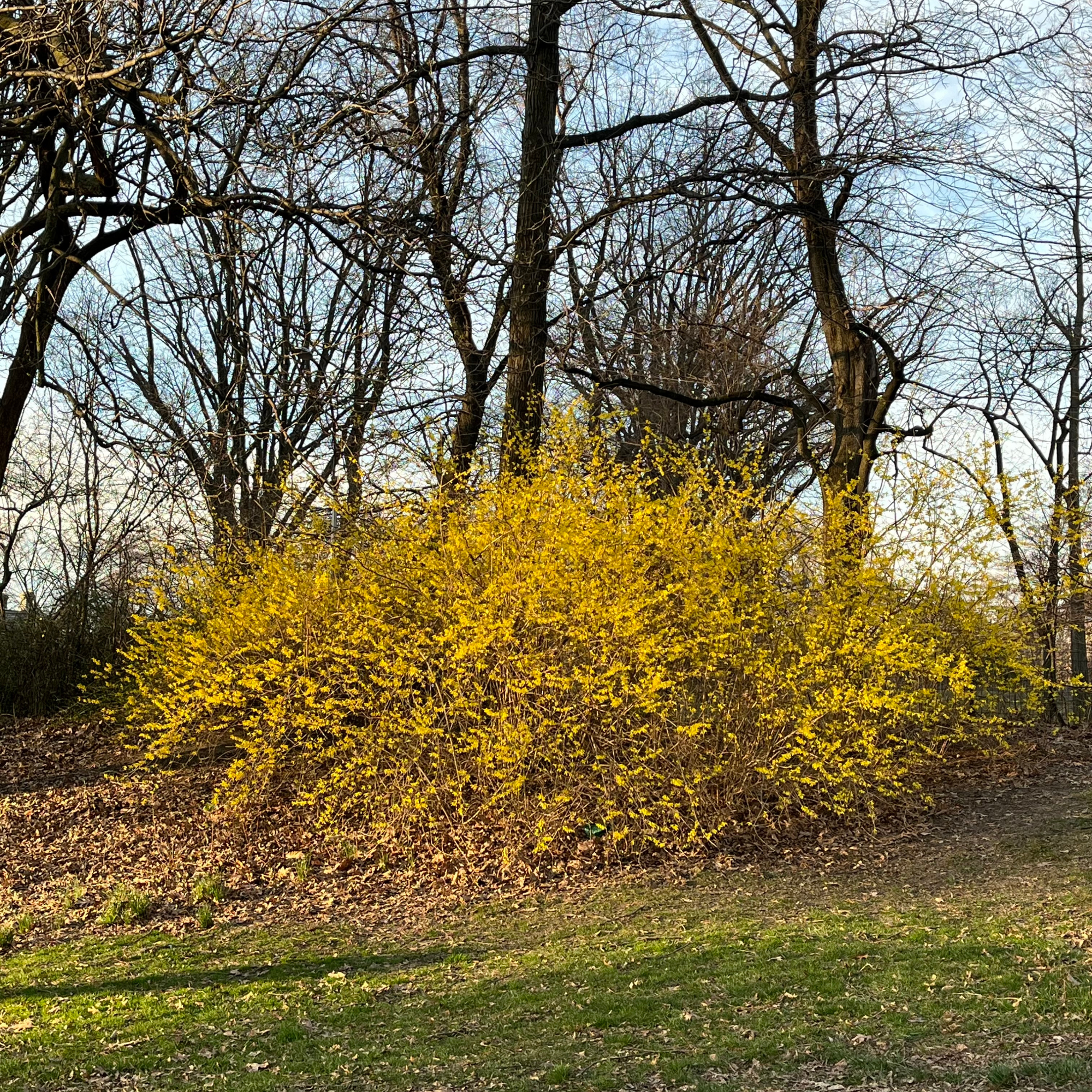 forsythia bush in Central Park, NYC