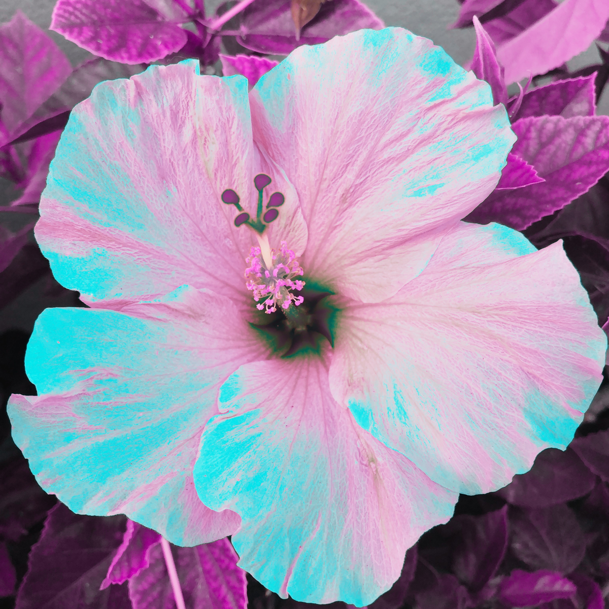 pink hibiscus from Oahu, Hawaii (color pop filter)