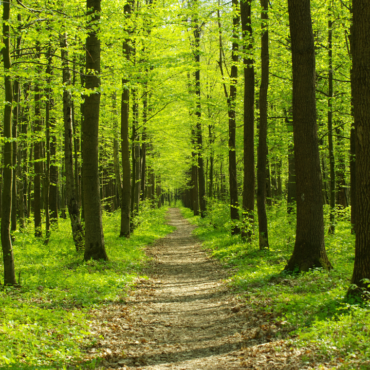 A path within the woods framed by trees.