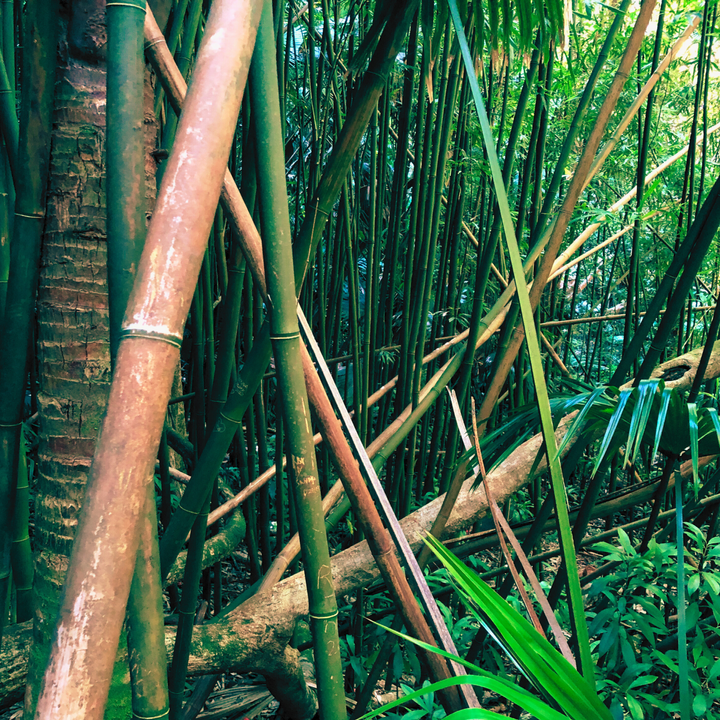 Close up of a bamboo forest in Manoa Valley, Oahu Hawaii